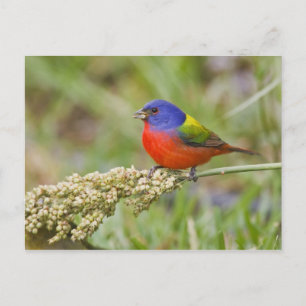 Geschilderde Gors (Passerian ciris) mannetje dat g Briefkaart