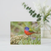 Geschilderde Gors (Passerian ciris) mannetje dat g Briefkaart (Staand voorkant)