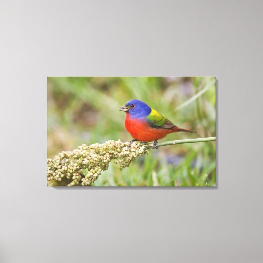 Geschilderde Gors (Passerian ciris) mannetje dat g Canvas Afdruk (Voorkant)