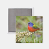 Geschilderde Gors (Passerian ciris) mannetje dat g Magneet (Voorkant / Achterkant)