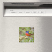 Geschilderde Gors (Passerian ciris) mannetje dat g Magneet (Insitu (Vaatwasser))
