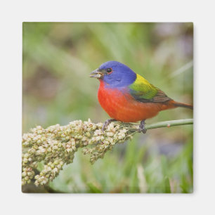 Geschilderde Gors (Passerian ciris) mannetje dat g Magneet
