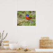 Geschilderde Gors (Passerian ciris) mannetje dat g Poster (Keuken)