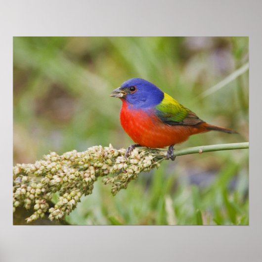 Geschilderde Gors (Passerian ciris) mannetje dat g Poster (Voorkant)