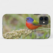 Geschilderde Gors (Passerina ciris) mannetje dat g Case-Mate iPhone Case (Achterkant (horizontaal))