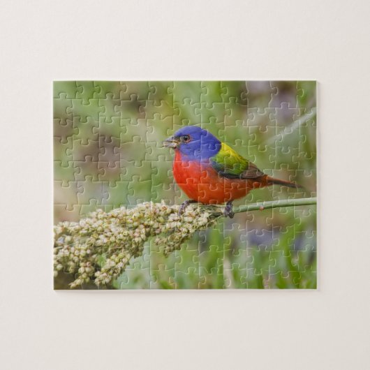Geschilderde Gors (Passerina ciris) mannetje dat g Legpuzzel (Horizontaal)