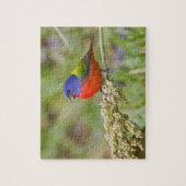 Geschilderde Gors (Passerina ciris) mannetje dat g Legpuzzel (Verticaal)