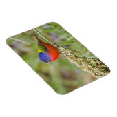 Geschilderde Gors (Passerina ciris) mannetje dat g Magneet (Rechterzijde)