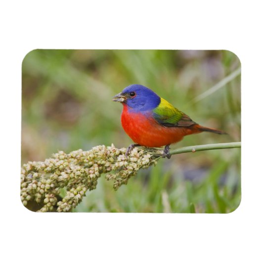 Geschilderde Gors (Passerina ciris) mannetje dat g Magneet (Horizontaal)