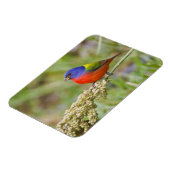Geschilderde Gors (Passerina ciris) mannetje dat g Magneet (Linkerzijde)