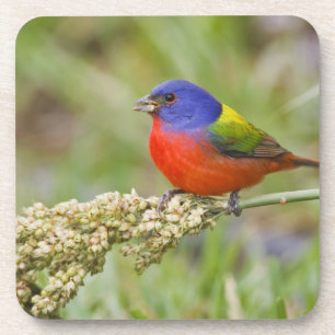 Geschilderde Gors (Passerina ciris) mannetje dat g Onderzetter