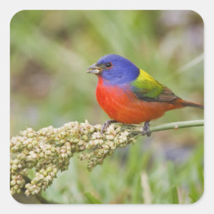 Geschilderde Gors (Passerina ciris) mannetje dat g Vierkante Sticker