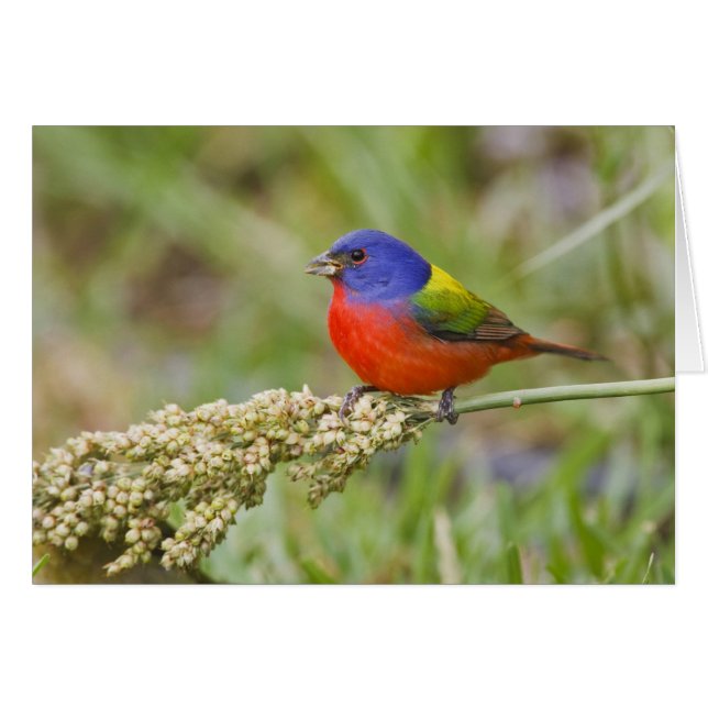 Geschilderde Gors (Passerina ciris) mannetje dat v (Voorkant Horizontaal)
