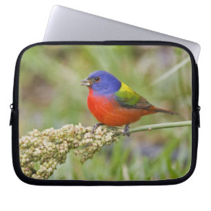 Geschilderde Gors (Passerina ciris) mannetje dat v Laptop Sleeve