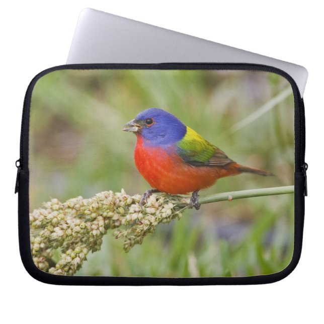 Geschilderde Gors (Passerina ciris) mannetje dat v Laptop Sleeve (Voorkant)