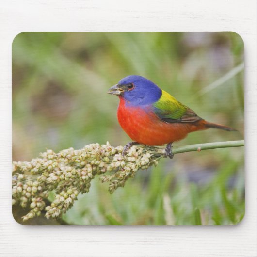 Geschilderde Gors (Passerina ciris) mannetje dat v Muismat (Voorkant)