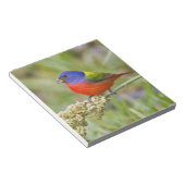 Geschilderde Gors (Passerina ciris) mannetje dat v Notitieblok (Schuin)
