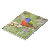 Geschilderde Gors (Passerina ciris) mannetje dat v Notitieblok (Linkerzijde)