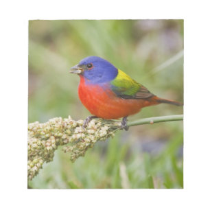 Geschilderde Gors (Passerina ciris) mannetje dat v Notitieblok