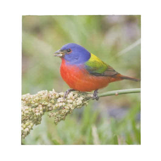 Geschilderde Gors (Passerina ciris) mannetje dat v Notitieblok (Voorkant)