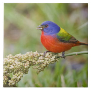 Geschilderde Gors (Passerina ciris) mannetje dat v Tegeltje