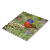Geschilderde Gors (Passerina ciris) mannetje dat v Tegeltje (Zijkant)