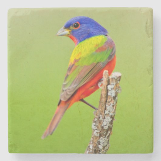 Geschilderde Gors (Passerina ciris) mannetje gezet Stenen Onderzetter (Voorkant)