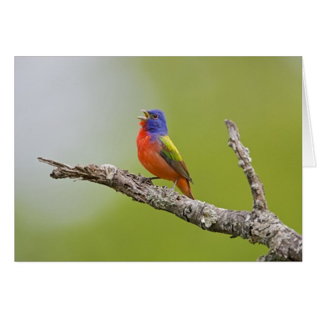Geschilderde Gors (Passerina ciris) mannetje zingt (Voorkant Horizontaal)