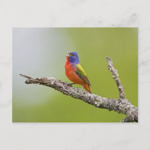 Geschilderde Gors (Passerina ciris) mannetje zingt Briefkaart
