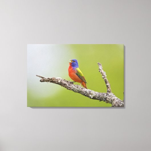 Geschilderde Gors Passerina ciris) mannetje zingt Canvas Afdruk (Voorkant)