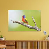Geschilderde Gors Passerina ciris) mannetje zingt Canvas Afdruk (Insitu (Woonkamer))