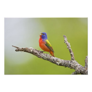 Geschilderde Gors Passerina ciris) mannetje zingt Foto Afdruk
