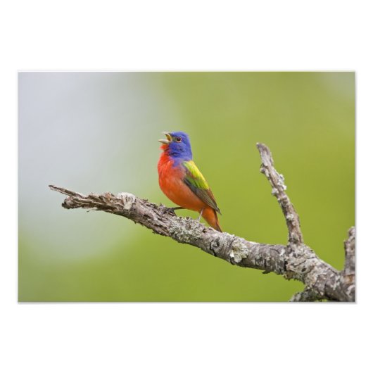 Geschilderde Gors Passerina ciris) mannetje zingt Foto Afdruk (Voorkant)