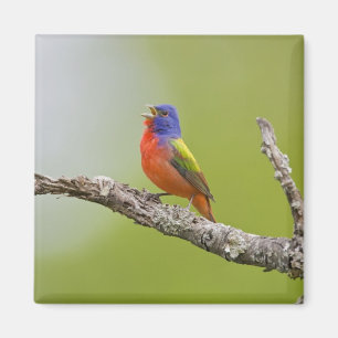 Geschilderde Gors Passerina ciris) mannetje zingt Magneet