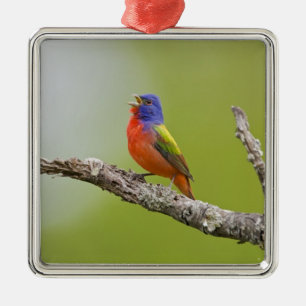 Geschilderde Gors (Passerina ciris) mannetje zingt Metalen Ornament