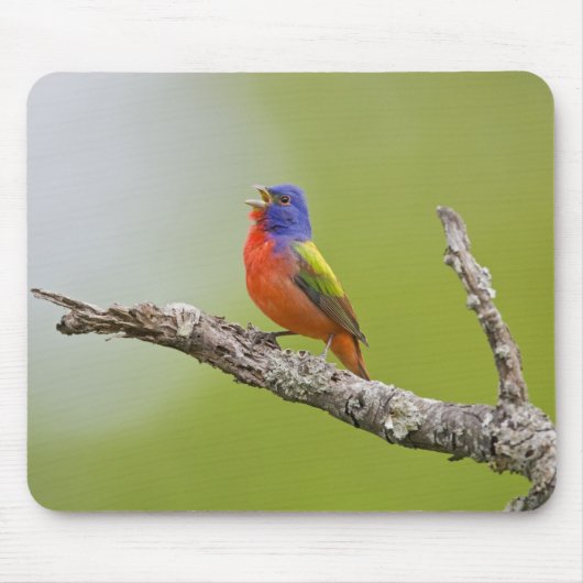 Geschilderde Gors (Passerina ciris) mannetje zingt Muismat (Voorkant)