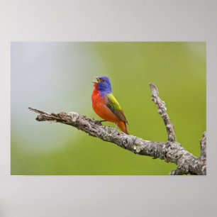 Geschilderde Gors (Passerina ciris) mannetje zingt Poster