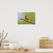 Geschilderde Gors Passerina ciris) mannetje zingt Poster (Keuken)