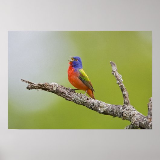Geschilderde Gors Passerina ciris) mannetje zingt Poster (Voorkant)