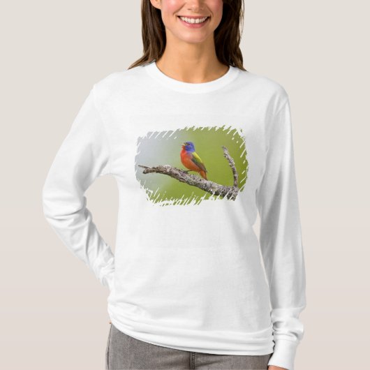 Geschilderde Gors (Passerina ciris) mannetje zingt T-shirt (Voorkant)