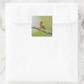 Geschilderde Gors (Passerina ciris) mannetje zingt Vierkante Sticker (Tas)