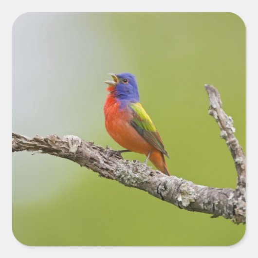 Geschilderde Gors (Passerina ciris) mannetje zingt Vierkante Sticker (Voorkant)