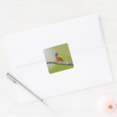 Geschilderde Gors (Passerina ciris) mannetje zingt Vierkante Sticker (Envelop)