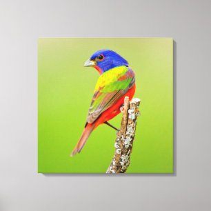 Geschilderde Gors (Passerina ciris) mannetje zit Canvas Afdruk
