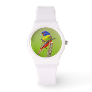 Geschilderde Gors (Passerina ciris) mannetje zit Horloge