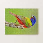 Geschilderde Gors (Passerina ciris) Mannetje Zit Legpuzzel (Horizontaal)