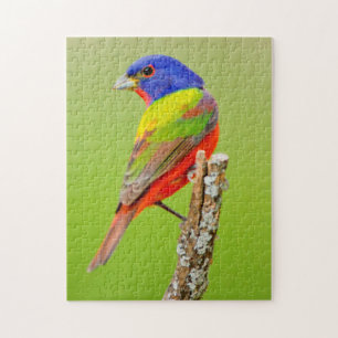 Geschilderde Gors (Passerina ciris) Mannetje Zit Legpuzzel