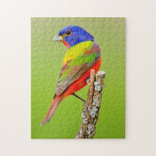 Geschilderde Gors (Passerina ciris) Mannetje Zit Legpuzzel (Verticaal)