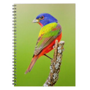 Geschilderde Gors (Passerina ciris) Mannetje Zit Notitieboek