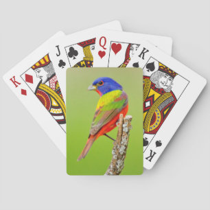 Geschilderde Gors (Passerina ciris) Mannetje Zit Pokerkaarten